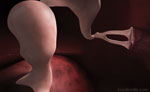 Ossicles